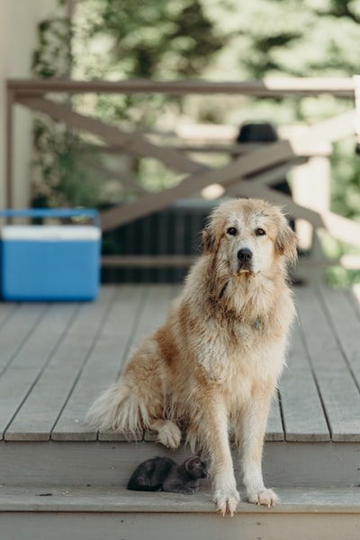 选择聚焦的照片long-coated棕色狗坐在棕色木质楼梯
